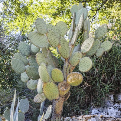 Opuntia durangensis, oponce de Durango, nopal duraznillo