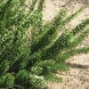 Asparagus suaveolens - asperge suave