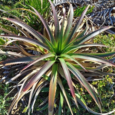 Photo d'Eryngium paniculatum, le chupalla, en rosette