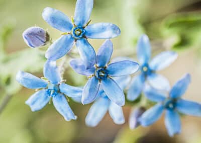 Tweedia coerulea, alias Oxypetalum caeruleum,