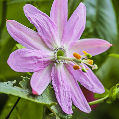 fleur de passiflora tarminiana, la passiflore banane ou curuba