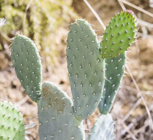 Opuntia joconostle, le joconostele ou joconostle ou encore xoconostle