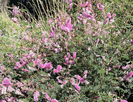 Mimosa dysocarpa - goupillon rose