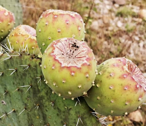 Opuntia joconostle, le joconostele ou joconostle ou encore xoconostle