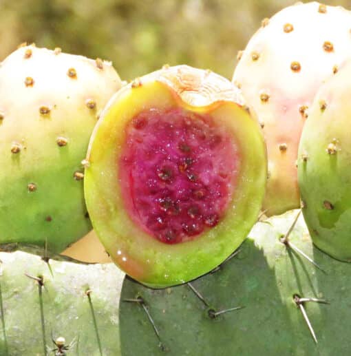 Opuntia joconostle, le joconostele ou joconostle ou encore xoconostle