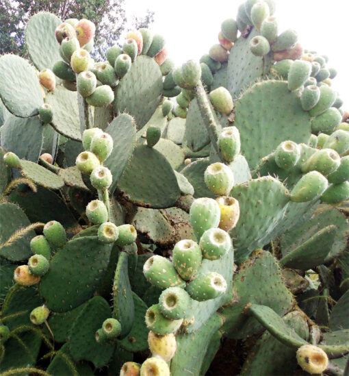 Opuntia joconostle, le joconostele ou joconostle ou encore xoconostle