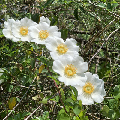 Rosa laevigata, la rose Cherokee