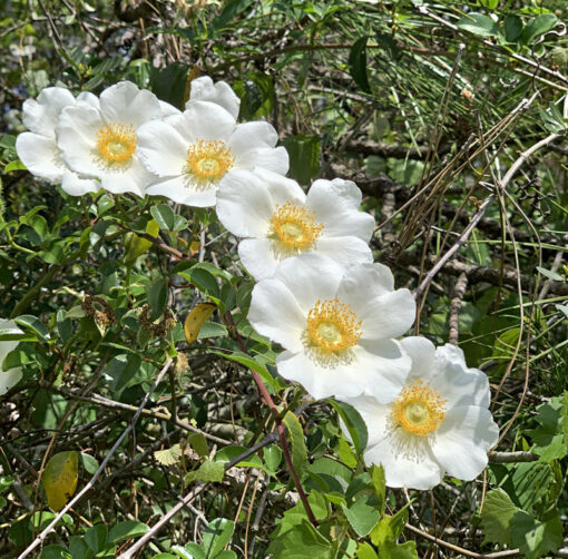 Rosa laevigata, la rose Cherokee