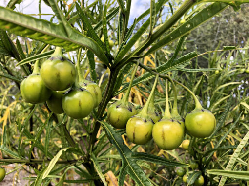 Solanum vescum, la pomme kangourou