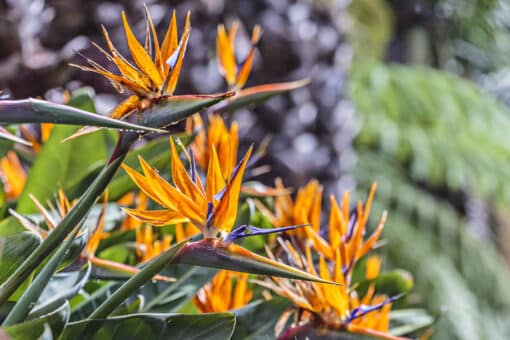 Floraison de l'oiseau de paradis, Strelitzia reginae