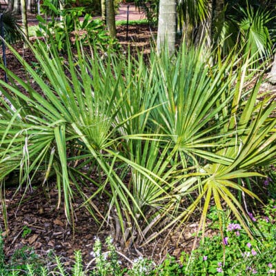 Sabal etonia, palmetto nain de Floride