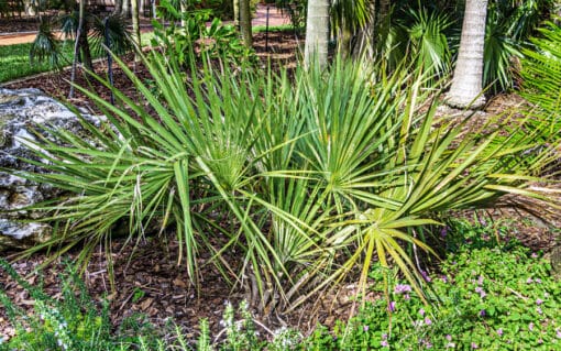 Sabal etonia, palmetto nain de Floride