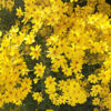 Tagetes lemmonii, la tagète arbustive