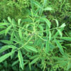 Tagetes lemmonii, la tagète arbustive