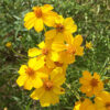 Tagetes lemmonii, la tagète arbustive