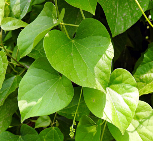 Tinospora cordifolia - Guduchi