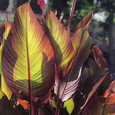 Canna 'Russian Red'