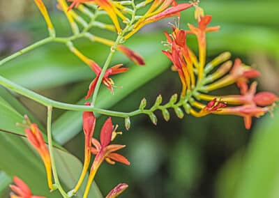 Crocosmia paniculata, monbrétia zigzag