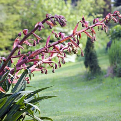Beschorneria yuccoides en fleurs