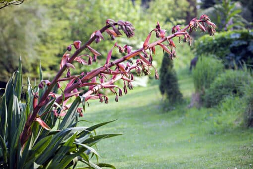 Beschorneria yuccoides en fleurs