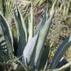 Agave mapisaga