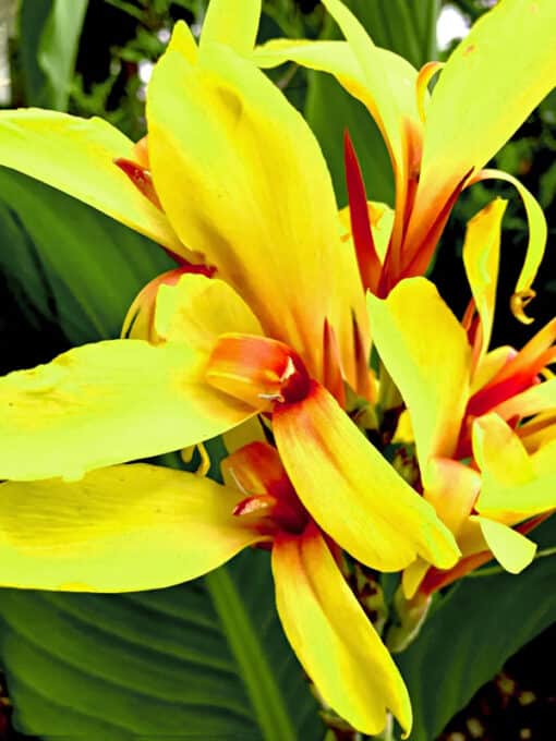 Canna Jungle Bird