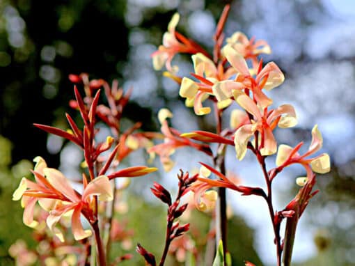 Fleurs de Canna glauca 'Panache'