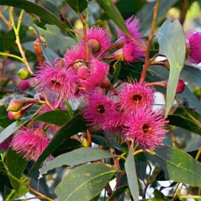 Fleurs d'Eucalyptus leucoxylon megalocarpa, l'eucalyptus à fleurs roses, eucalyptus rose
