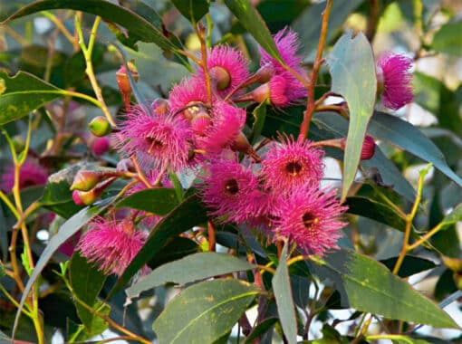 Fleurs d'Eucalyptus leucoxylon megalocarpa, l'eucalyptus à fleurs roses, eucalyptus rose