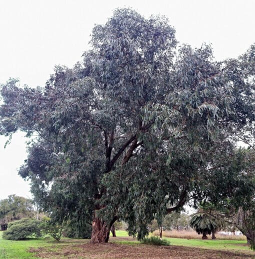 Eucalyptus gomphocephala - Tuart