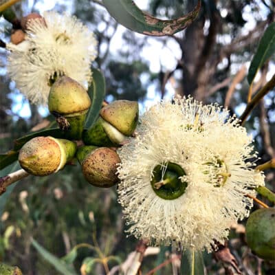 Eucalyptus gomphocephala - Tuart