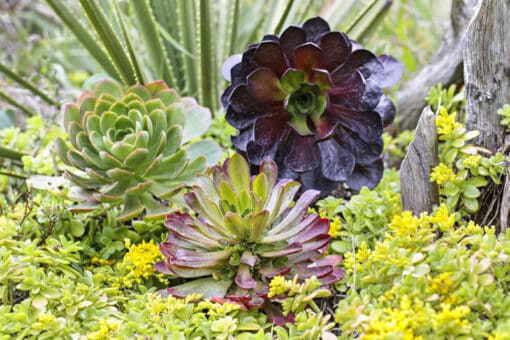 Semponium Diamond, Sienna et Destiny, trois hybrides de Sempervivum et d'Aeonium