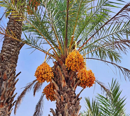 Phoenix dactylifera ‘Rabbi’, le palmier dattier Rabbi