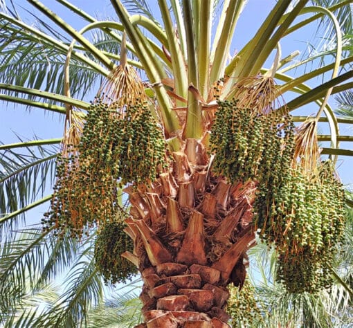 Phoenix dactylifera ‘Rabbi’, le palmier dattier Rabbi