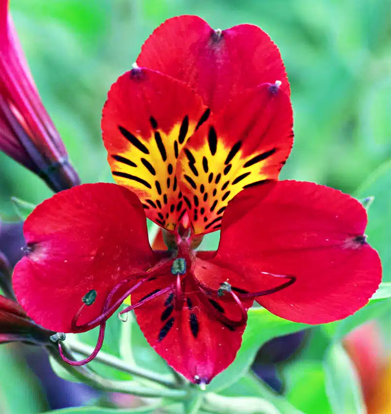 Lis des Incas ’Chinon’ lys des Incas Alstroemère ‘Chinon