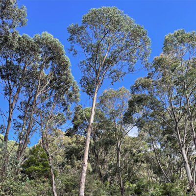 Eucalyptus glaucescens - gommier Tingiringi