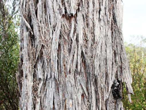 Eucalyptus youmanii, le gommier de Youmann, ou stringybark