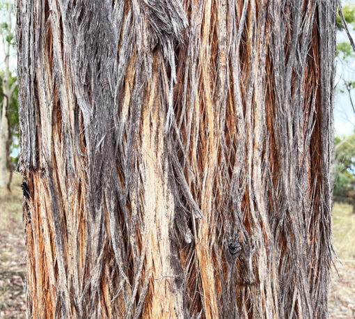 Eucalyptus youmanii, le gommier de Youmann, ou stringybark
