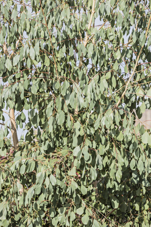 Eucalyptus camphora
