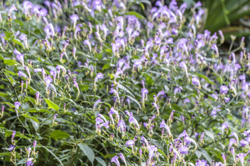 Strobilanthes penstemonoides