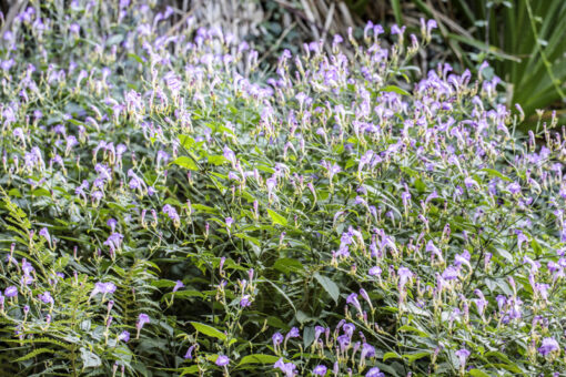 Strobilanthes penstemonoides