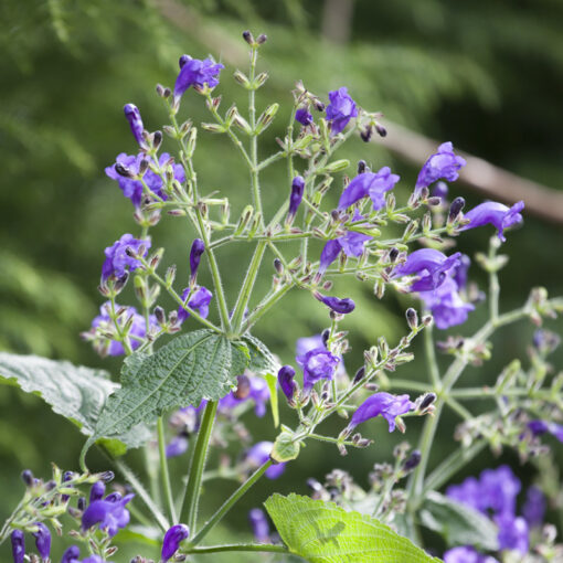 Strobilanthes penstemonoides