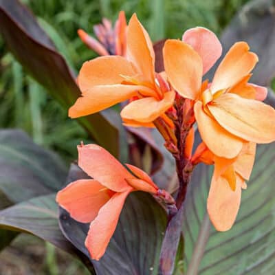 Canna Tangelo Sunset, canna hybride orange à feuilles pourpres
