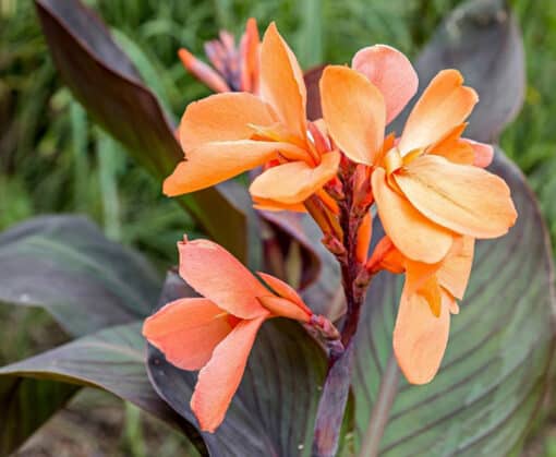 Canna Tangelo Sunset, canna hybride orange à feuilles pourpres