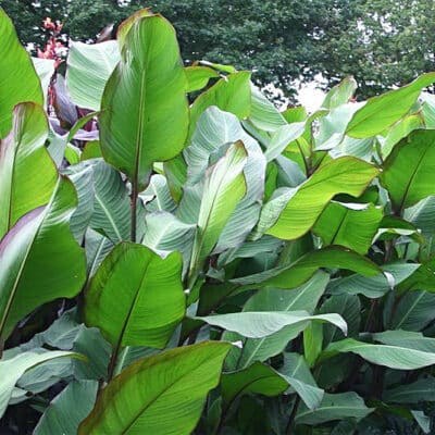 Canna musifolia, canna à feuille de bananier