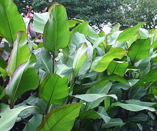 Canna musifolia, canna à feuille de bananier