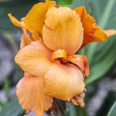 Canna Cannova Orange Shades, canna nain orange