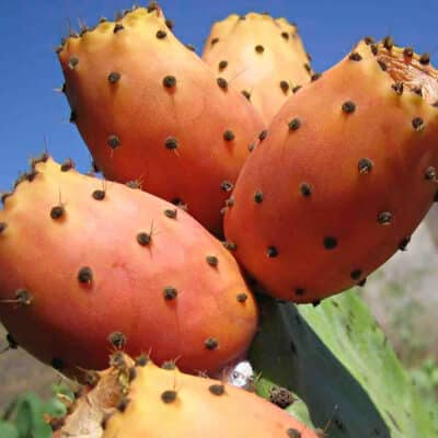 opuntia ficus indica Zacatecas Orange, figue de Barbarie 'Zacatecas Orange' à fruit orange