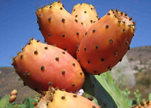 opuntia ficus indica Zacatecas Orange, figue de Barbarie 'Zacatecas Orange' à fruit orange