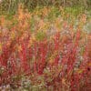 Euphorbia palustris ‘Walenburg's Glorie’ en couleurs d'automne
